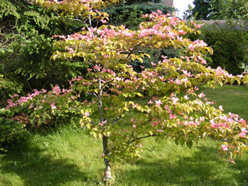 Dogwood tree