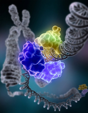 D N A Ligase